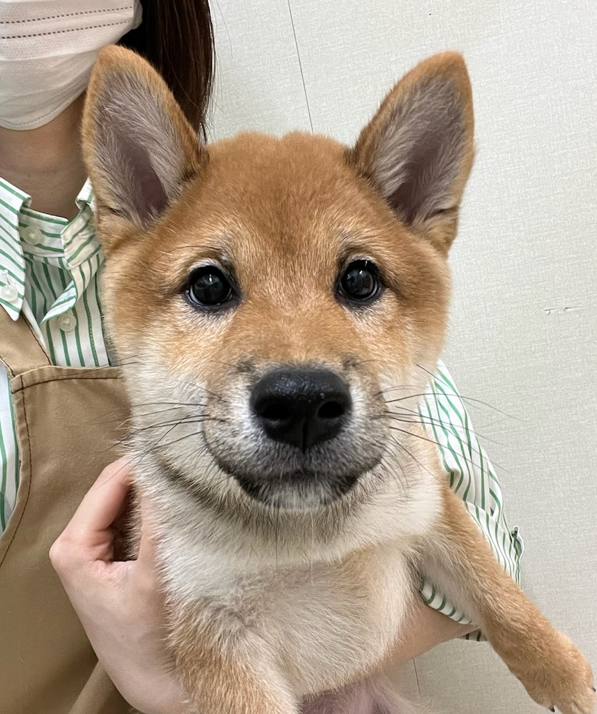 静岡県の柴犬(標準サイズ) (ペットアミ吉田店/2025年10月4日生まれ/男の子/赤)の子犬の1枚目の画像