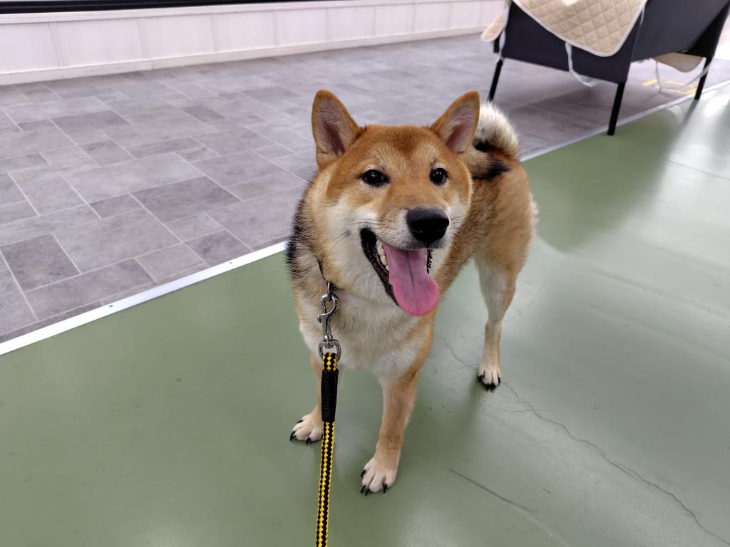 茨城県の柴犬(標準サイズ) (OneBuddyトモニー水戸店/2025年10月4日生まれ/男の子/赤)の子犬の3枚目の画像