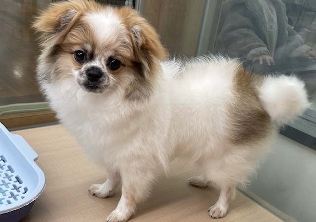 千葉県のポメチワ/チワポメ/ポメチー(ポメラニアン×チワワ) (ペッツワン木更津金田店/2025年10月4日生まれ/男の子/パーティーカラー)の子犬の4枚目の画像