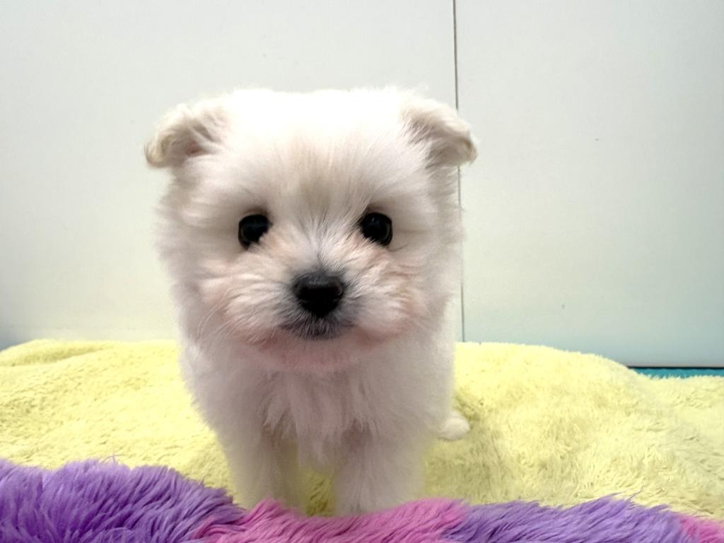 栃木県のハーフ犬・ミックス犬 (ペッツワン宇都宮平出店/2025年9月20日生まれ/男の子/クリーム)の子犬の2枚目の画像