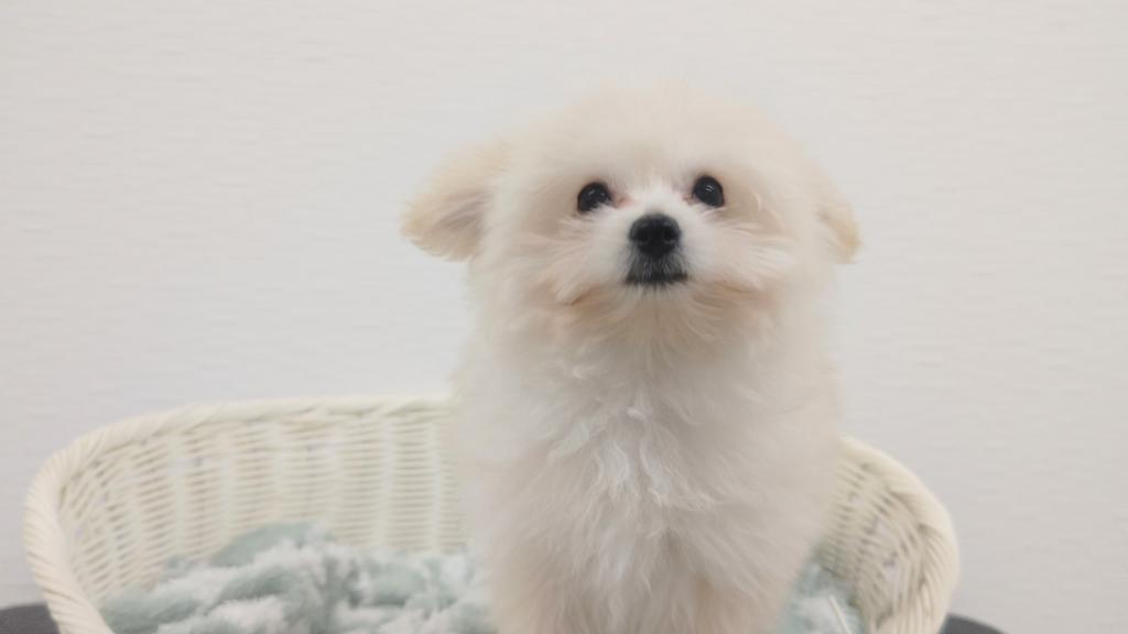 埼玉県のハーフ犬・ミックス犬 (OneBuddy宮代店/2025年9月20日生まれ/男の子/クリーム)の子犬