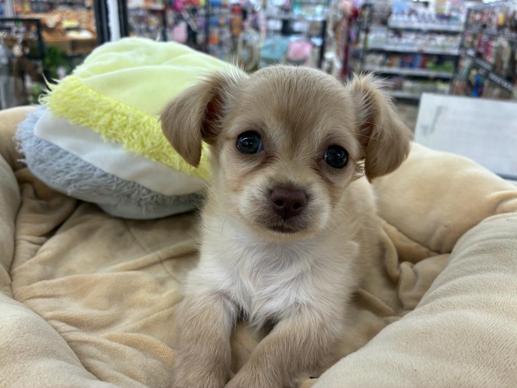 北海道のハーフ犬・ミックス犬 (ジャパンペッツトレーディング新発寒店/2025年10月3日生まれ/女の子/クリーム)の子犬