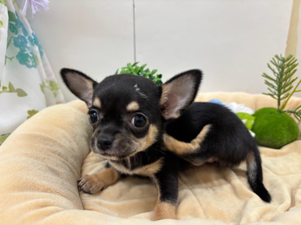 栃木県のチワワ(スムース) (アミーゴ簗瀬店/2025年9月20日生まれ/女の子/ブラックタン)の子犬