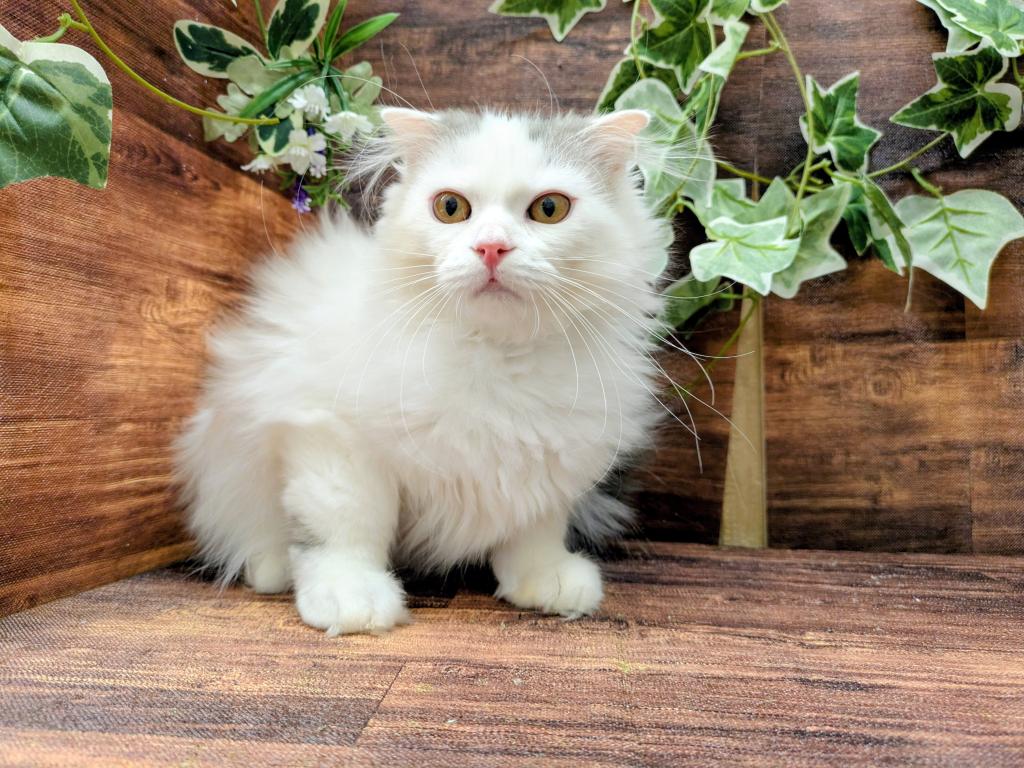 千葉県のスコティッシュフォールド (ペッツワン市原店/2025年9月3日生まれ/男の子/ブルーホワイト)の子猫の3枚目の画像