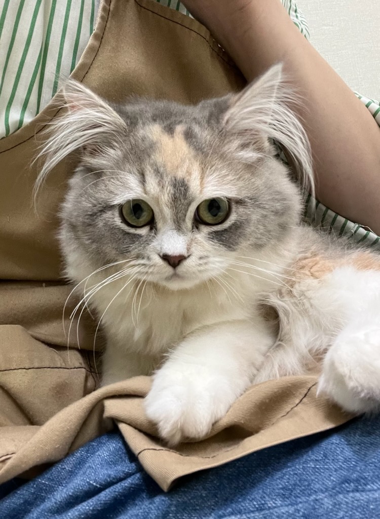 静岡県のスコティッシュフォールド (ペットアミ吉田店/2025年9月29日生まれ/女の子/ダイリュートキャリコ)の子猫の1枚目の画像