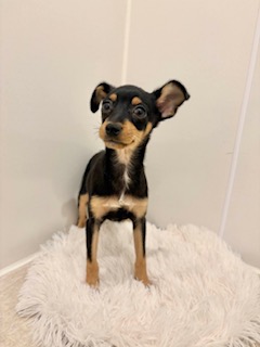 埼玉県のミニチュアピンシャー (ペットプラザ草加松原店/2025年9月20日生まれ/女の子/ブラックタン)の子犬の1枚目の画像