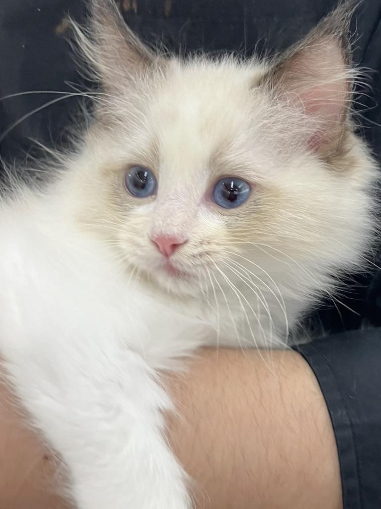 北海道のラグドール (ジャパンペッツトレーディング苫小牧中央店/2025年9月16日生まれ/男の子/シールポイントバイカラー)の子猫