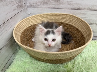 茨城県のノルウェージャンフォレストキャット (OneBuddyトモニーつくば店/2025年9月19日生まれ/男の子/ブルータビーホワイト)の子猫の1枚目の画像