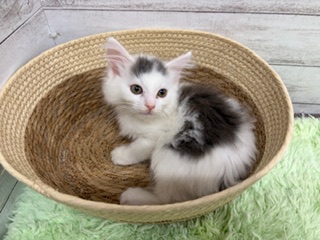 茨城県のノルウェージャンフォレストキャット (OneBuddyトモニーつくば店/2025年9月19日生まれ/男の子/ブルータビーホワイト)の子猫の2枚目の画像