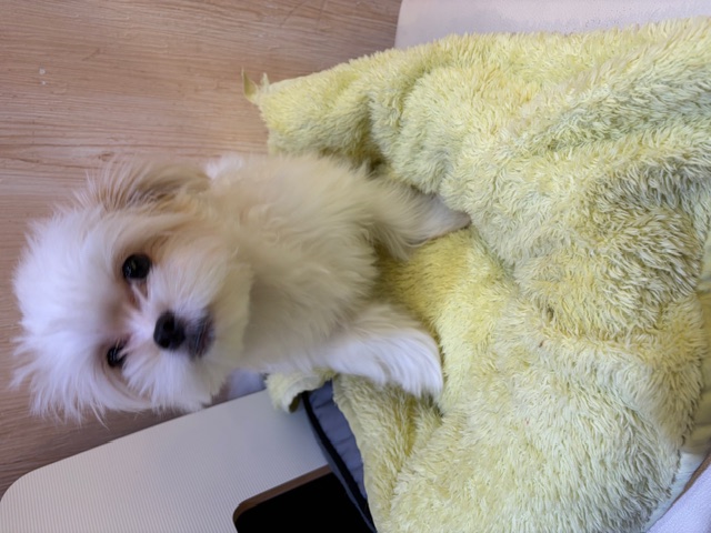 埼玉県のポメプー(ポメラニアン×プードル) (OneDo吹上店/2025年9月20日生まれ/女の子/ホワイト)の子犬の2枚目の画像