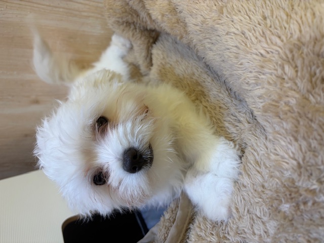 埼玉県のポメプー(ポメラニアン×プードル) (OneDo吹上店/2025年9月20日生まれ/女の子/ホワイト)の子犬の1枚目の画像