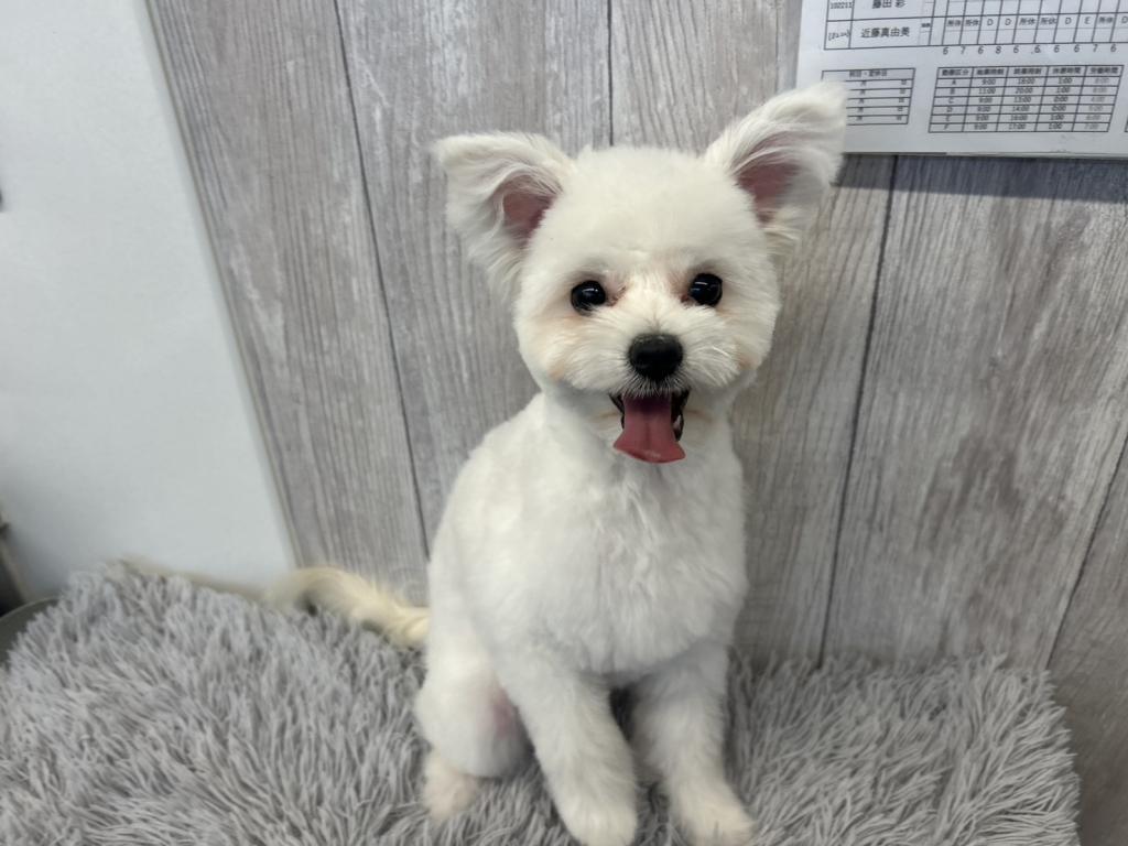 埼玉県のポメプー(ポメラニアン×プードル) (ペットプラザ越谷大里店/2025年9月20日生まれ/女の子/ホワイト)の子犬の4枚目の画像