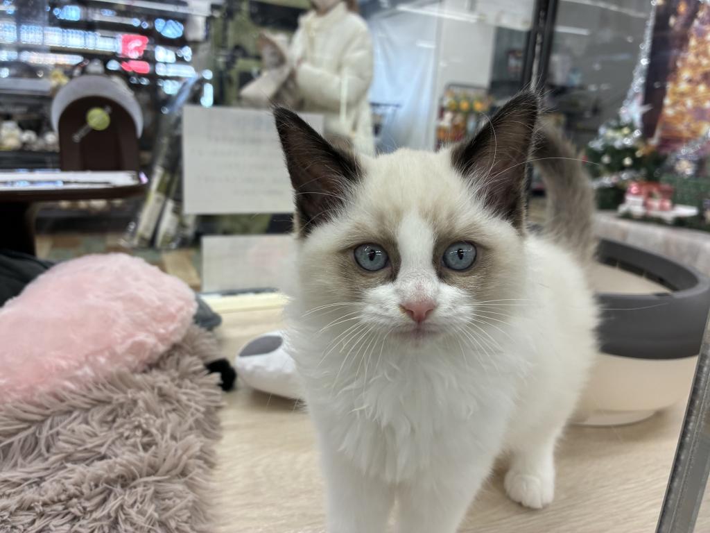 北海道のラグドール (ジャパンペッツトレーディング新発寒店/2025年9月26日生まれ/女の子/シールポイントバイカラー)の子猫