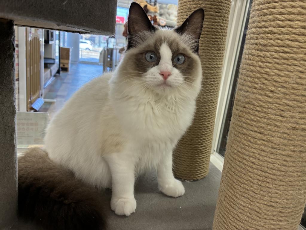 北海道のラグドール (ジャパンペッツトレーディング新発寒店/2025年9月26日生まれ/女の子/シールポイントバイカラー)の子猫の2枚目の画像