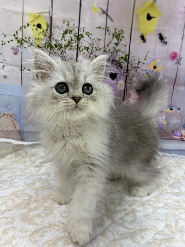 北海道のペルシャ (ジャパンペッツトレーディング伏古店/2025年7月30日生まれ/男の子/チンチラシルバー)の子猫