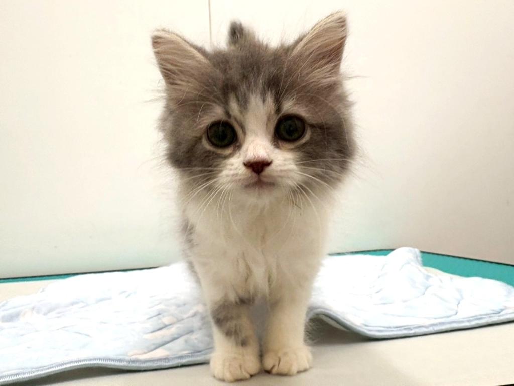 栃木県のサイベリアン (ペッツワン宇都宮平出店/2025年8月30日生まれ/男の子/ブルーホワイト)の子猫の4枚目の画像