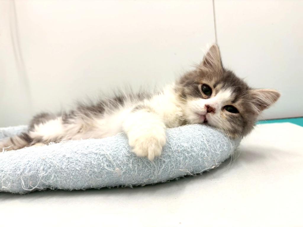 栃木県のサイベリアン (ペッツワン宇都宮平出店/2025年8月30日生まれ/男の子/ブルーホワイト)の子猫の3枚目の画像