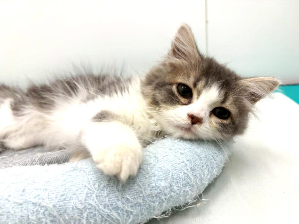 栃木県のサイベリアン (ペッツワン宇都宮平出店/2025年8月30日生まれ/男の子/ブルーホワイト)の子猫の2枚目の画像