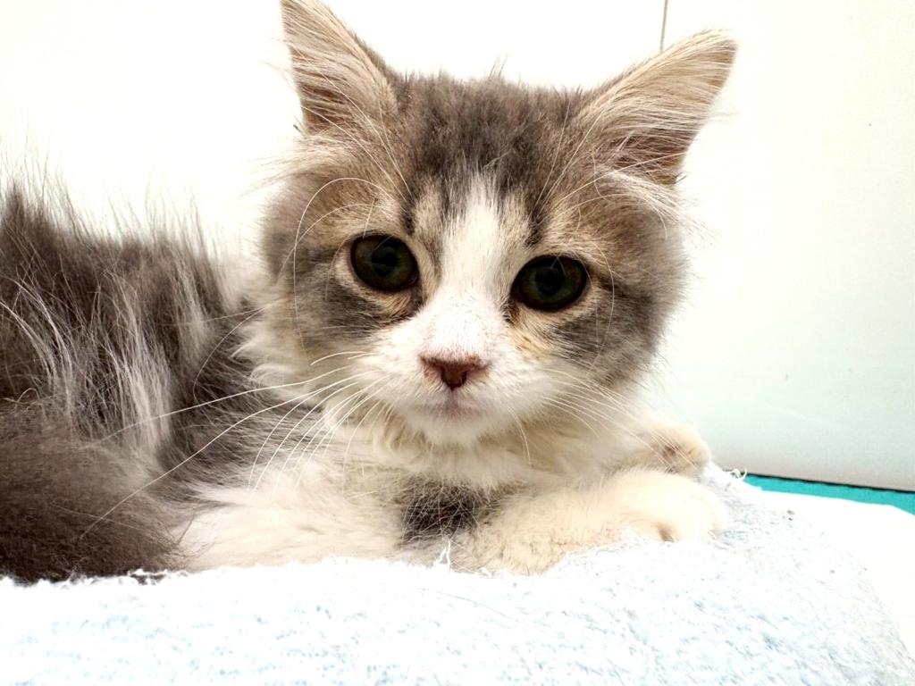 栃木県のサイベリアン (ペッツワン宇都宮平出店/2025年8月30日生まれ/男の子/ブルーホワイト)の子猫の1枚目の画像