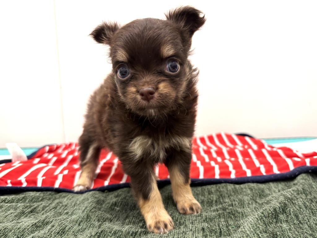 栃木県のチワワ(ロング) (ペッツワン宇都宮平出店/2025年9月6日生まれ/女の子/チョコレートタンホワイト)の子犬の3枚目の画像