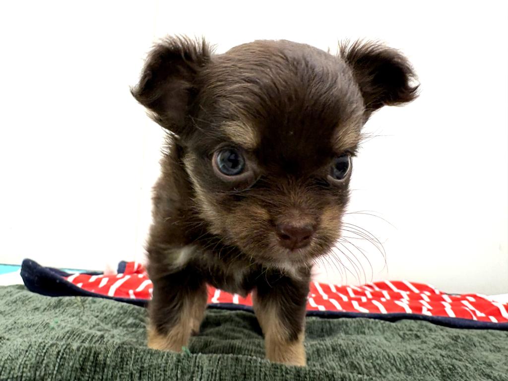 栃木県のチワワ(ロング) (ペッツワン宇都宮平出店/2025年9月6日生まれ/女の子/チョコレートタンホワイト)の子犬の4枚目の画像