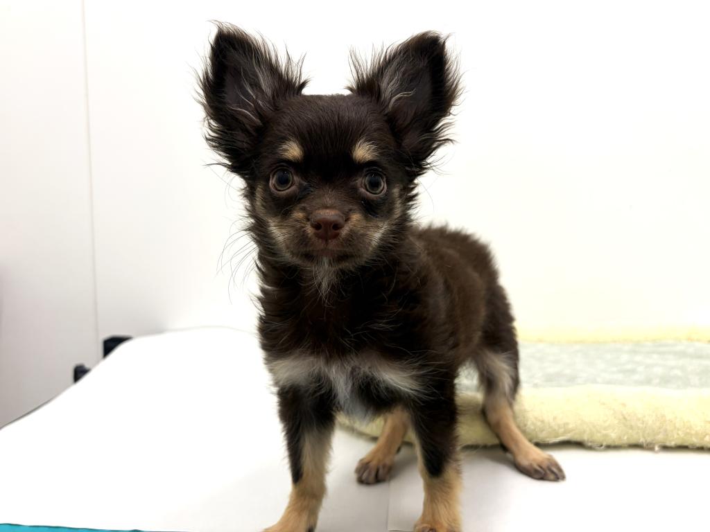 栃木県のチワワ(ロング) (ペッツワン宇都宮平出店/2025年9月6日生まれ/女の子/チョコレートタンホワイト)の子犬の2枚目の画像