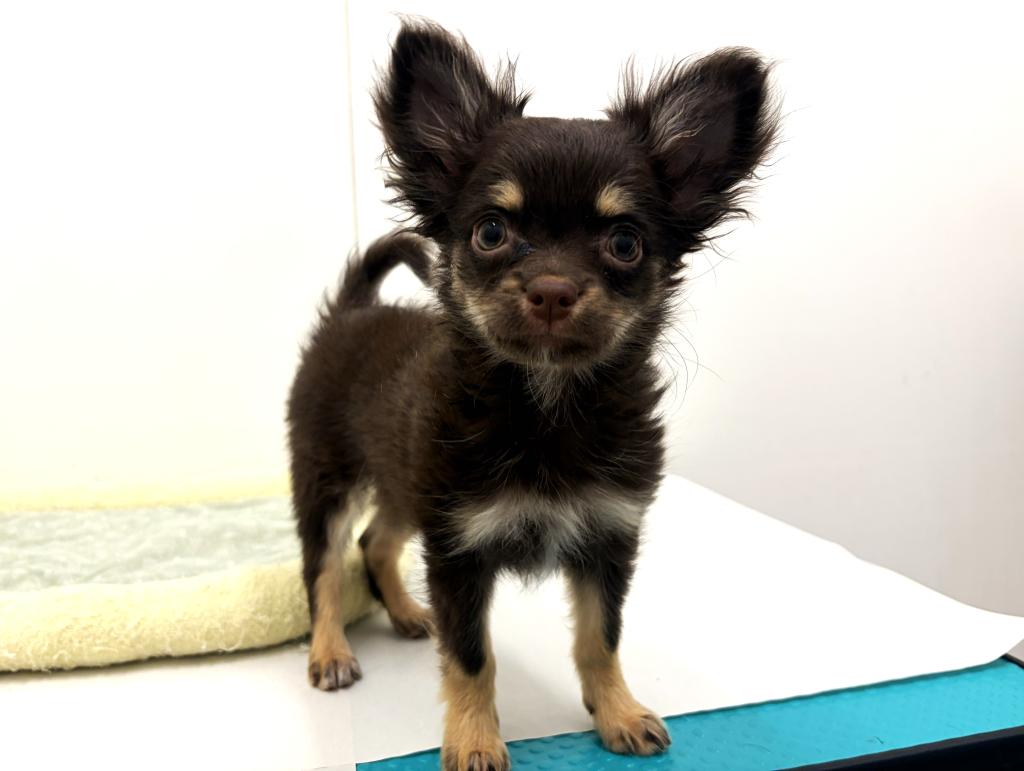 栃木県のチワワ(ロング) (ペッツワン宇都宮平出店/2025年9月6日生まれ/女の子/チョコレートタンホワイト)の子犬の1枚目の画像