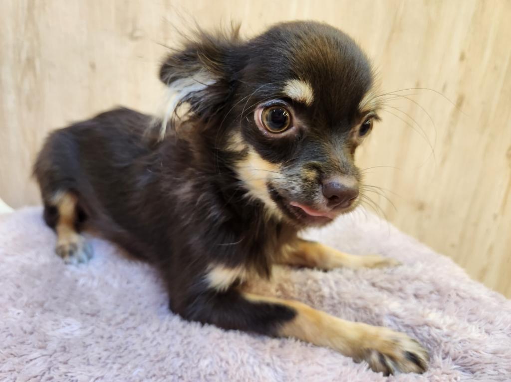 埼玉県のチワワ(ロング) (OneDo吹上店/2025年9月6日生まれ/女の子/チョコレートタンホワイト)の子犬の1枚目の画像