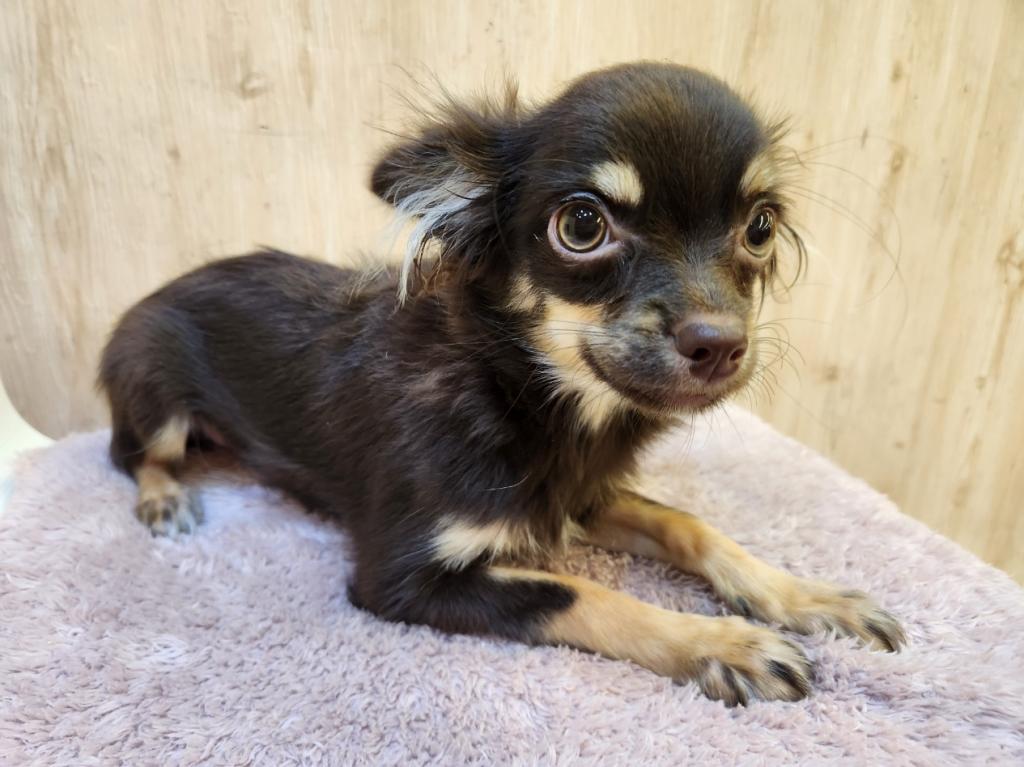 埼玉県のチワワ(ロング) (OneDo吹上店/2025年9月6日生まれ/女の子/チョコレートタンホワイト)の子犬の2枚目の画像