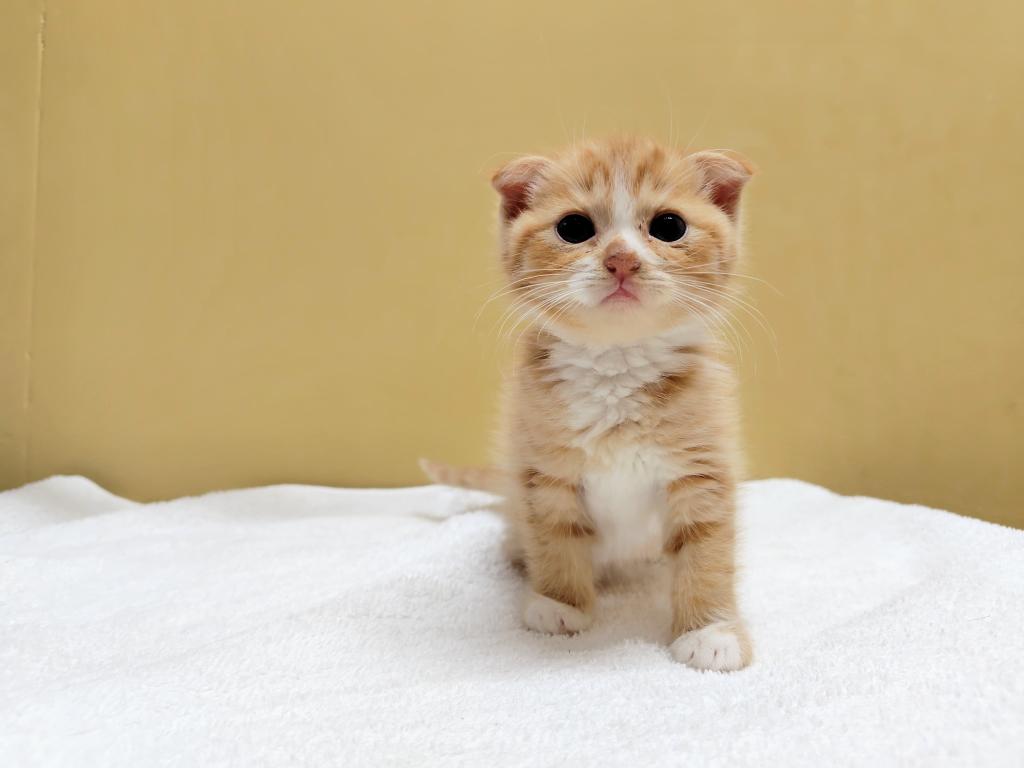 茨城県のスコティッシュフォールド (OneBuddyトモニー水戸店/2025年8月30日生まれ/女の子/レッドタビーホワイト)の子猫