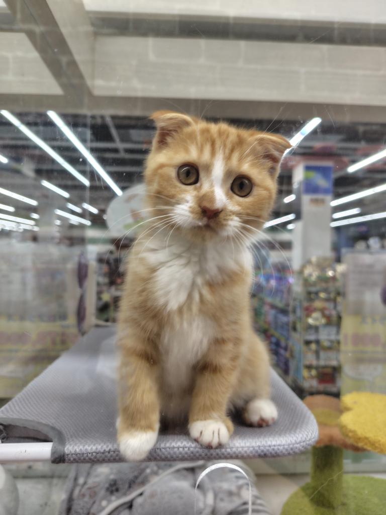 茨城県のスコティッシュフォールド (OneBuddyトモニー水戸店/2025年8月30日生まれ/女の子/レッドタビーホワイト)の子猫の2枚目の画像