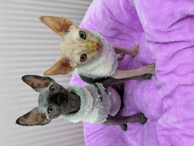 埼玉県のスフィンクス (OneBuddy南越谷店/2025年8月30日生まれ/女の子/レッドポイント)の子猫の2枚目の画像