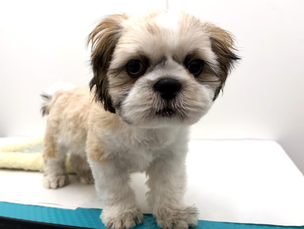 栃木県のシーズー (ペッツワン宇都宮平出店/2025年9月6日生まれ/男の子/ホワイトゴールド)の子犬の2枚目の画像