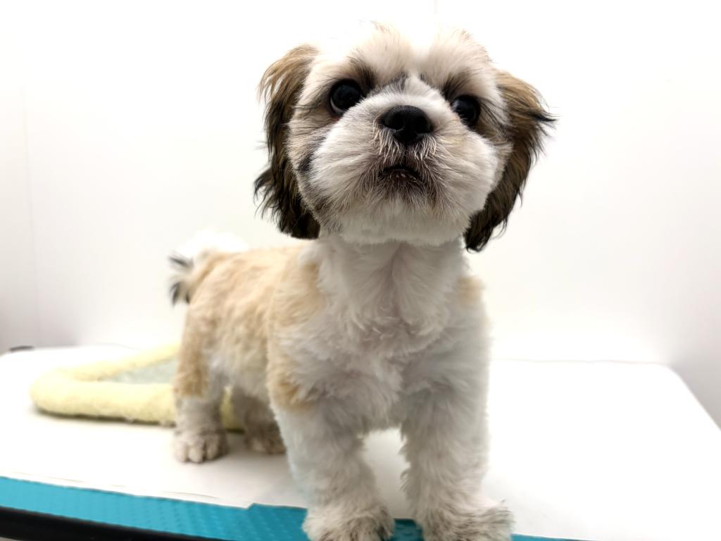 栃木県のシーズー (ペッツワン宇都宮平出店/2025年9月6日生まれ/男の子/ホワイトゴールド)の子犬の3枚目の画像