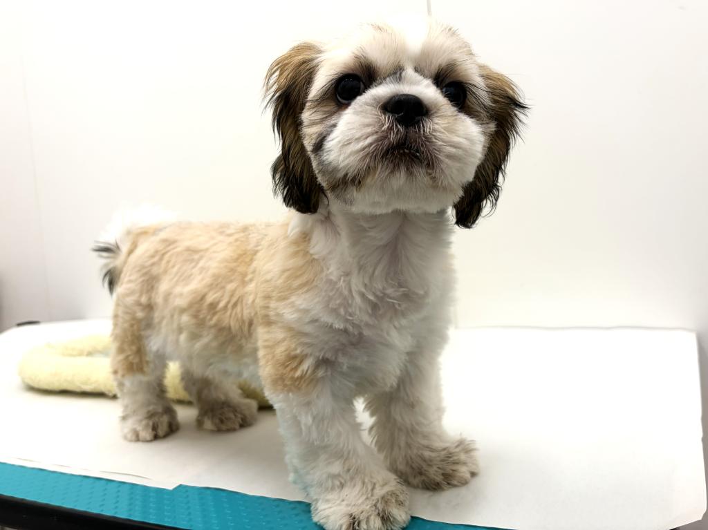 栃木県のシーズー (ペッツワン宇都宮平出店/2025年9月6日生まれ/男の子/ホワイトゴールド)の子犬の1枚目の画像