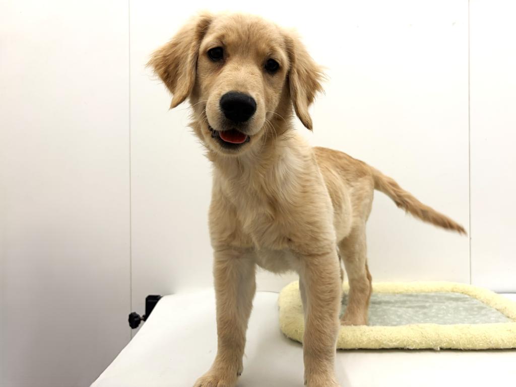 栃木県のゴールデンレトリバー (ペッツワン宇都宮平出店/2025年9月5日生まれ/女の子/ゴールデン)の子犬の3枚目の画像