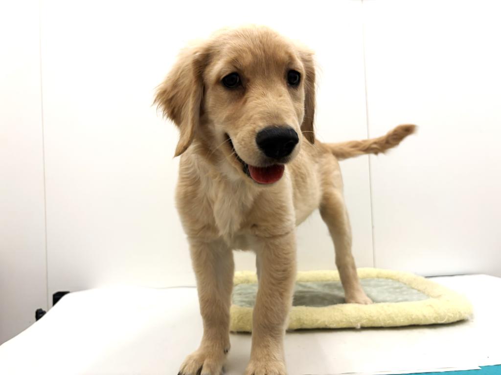 栃木県のゴールデンレトリバー (ペッツワン宇都宮平出店/2025年9月5日生まれ/女の子/ゴールデン)の子犬の4枚目の画像