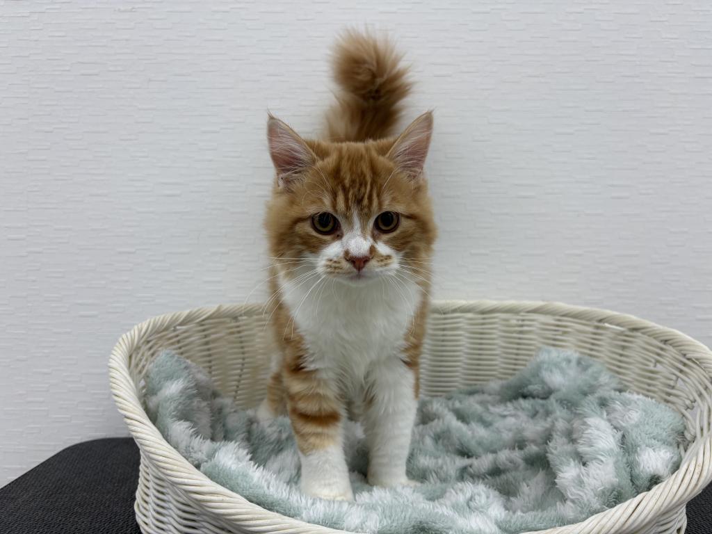 埼玉県のスコティッシュフォールド (OneBuddy宮代店/2025年8月30日生まれ/男の子/レッドタビーホワイト)の子猫の1枚目の画像
