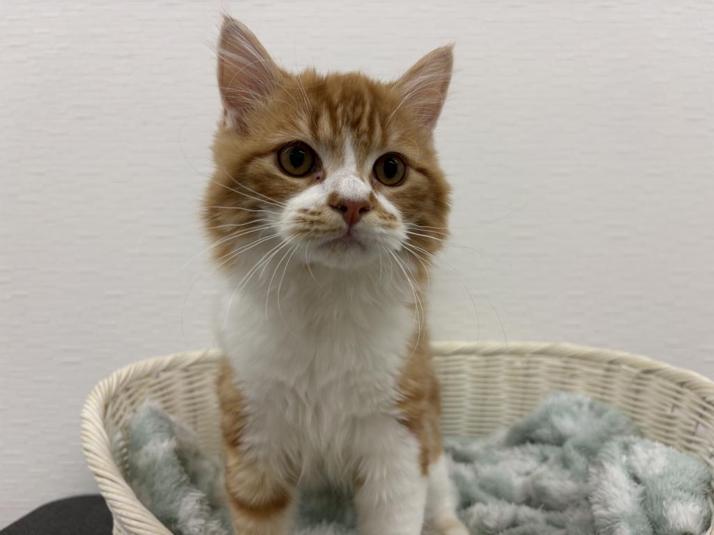 埼玉県のスコティッシュフォールド (OneBuddy宮代店/2025年8月30日生まれ/男の子/レッドタビーホワイト)の子猫の3枚目の画像