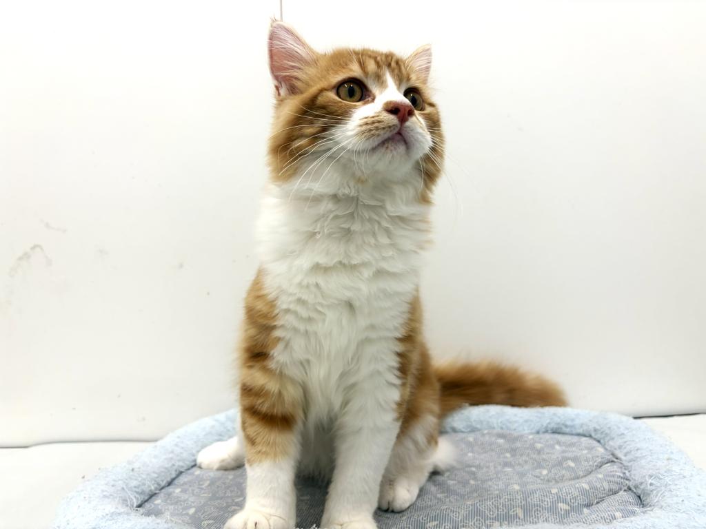 栃木県のスコティッシュフォールド (ペッツワン宇都宮平出店/2025年8月30日生まれ/男の子/レッドタビーホワイト)の子猫の3枚目の画像