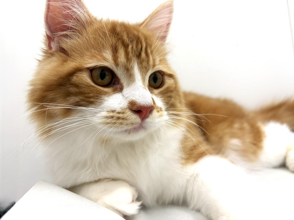 栃木県のスコティッシュフォールド (ペッツワン宇都宮平出店/2025年8月30日生まれ/男の子/レッドタビーホワイト)の子猫の2枚目の画像