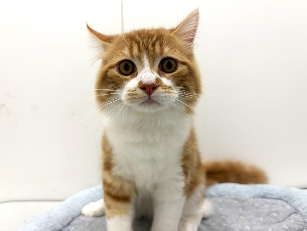 栃木県のスコティッシュフォールド (ペッツワン宇都宮平出店/2025年8月30日生まれ/男の子/レッドタビーホワイト)の子猫の1枚目の画像