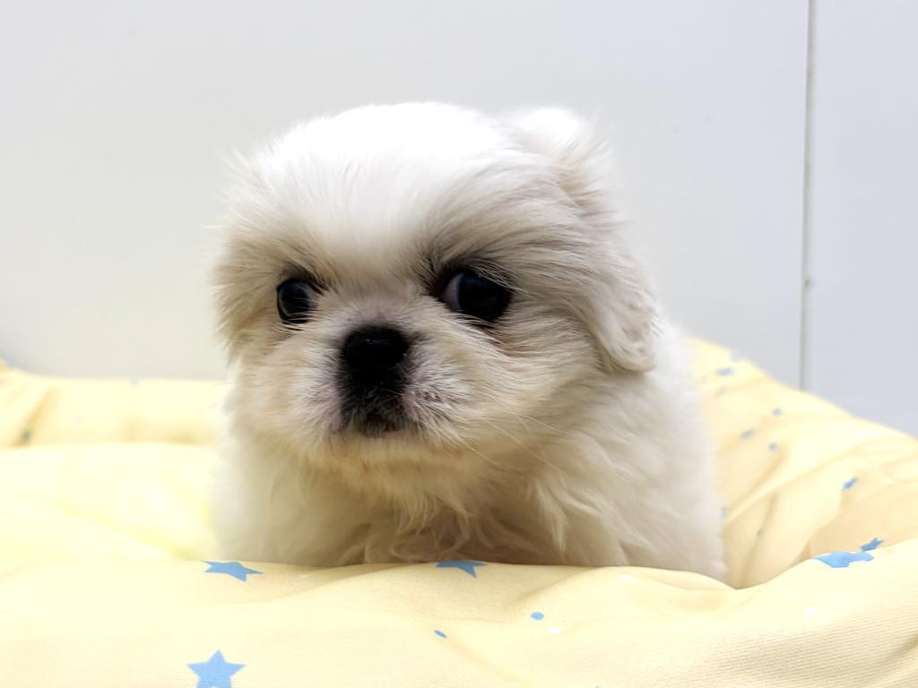 栃木県のペキニーズ (ペッツワン宇都宮平出店/2025年8月8日生まれ/女の子/ホワイト)の子犬の4枚目の画像