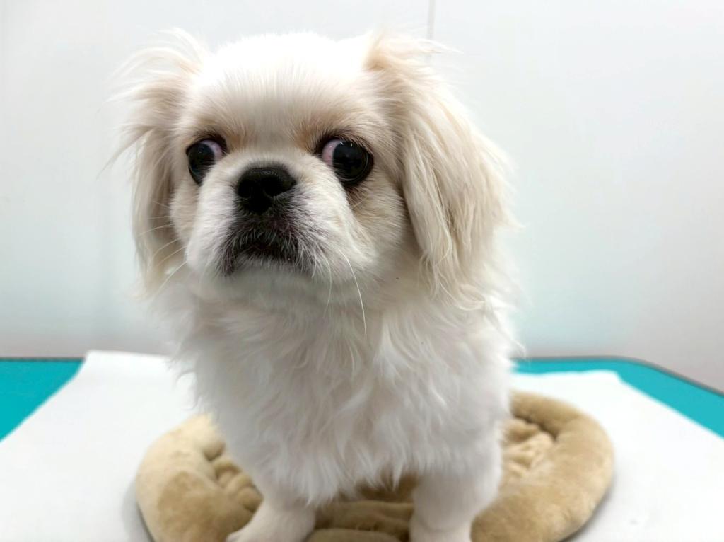 栃木県のペキニーズ (ペッツワン宇都宮平出店/2025年8月8日生まれ/女の子/ホワイト)の子犬の2枚目の画像