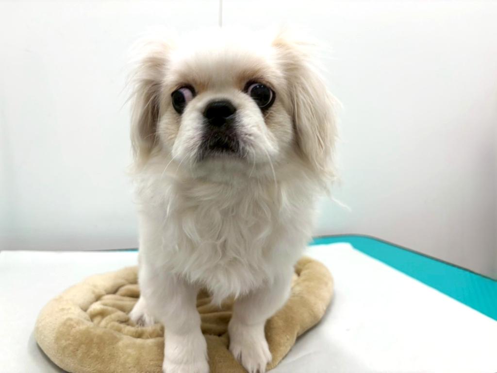 栃木県のペキニーズ (ペッツワン宇都宮平出店/2025年8月8日生まれ/女の子/ホワイト)の子犬の3枚目の画像