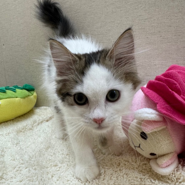 茨城県のサイベリアン (ペットアミ鹿嶋店/2025年9月17日生まれ/女の子/ブラウンタビーホワイト)の子猫