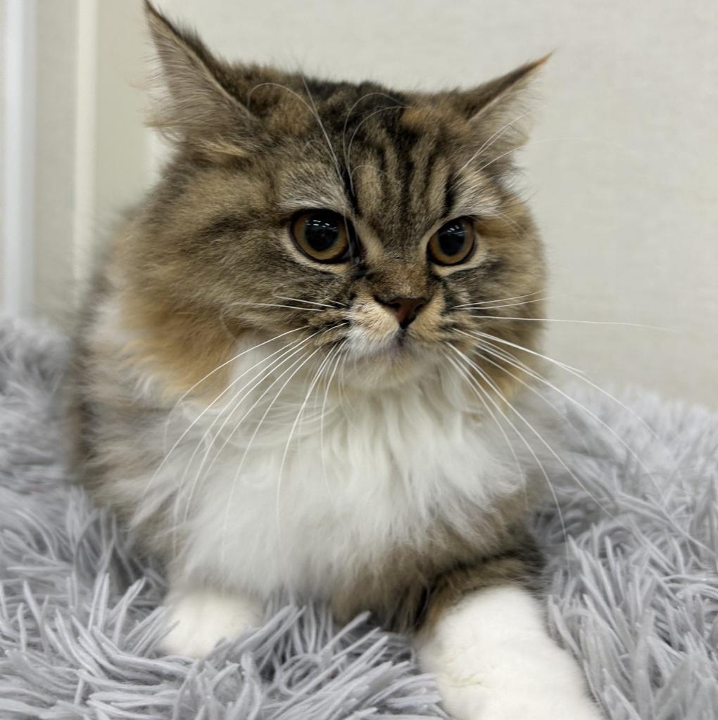 茨城県のマンチカン (ペットアミ桜川店/2025年8月6日生まれ/女の子/ブラウンパッチドタビーホワイト)の子猫の1枚目の画像