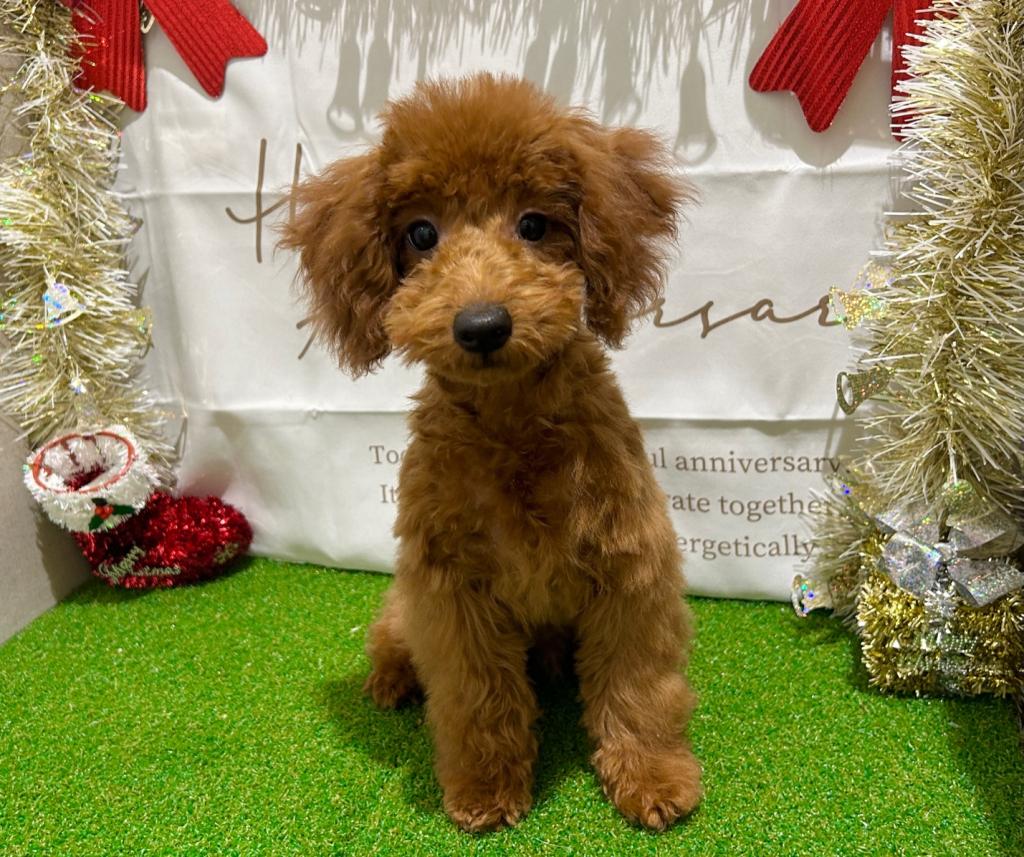 茨城県のトイプードル(トイ) (ペッツワン水戸店/2025年8月10日生まれ/男の子/レッド)の子犬の4枚目の画像