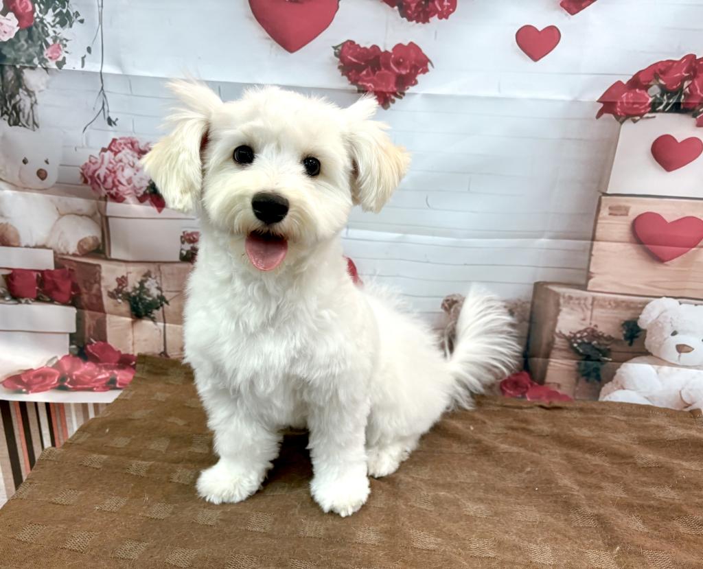 東京都のハーフ犬・ミックス犬 (OneBuddy町田三輪店/2025年8月9日生まれ/男の子/ホワイトブラウン)の子犬の3枚目の画像