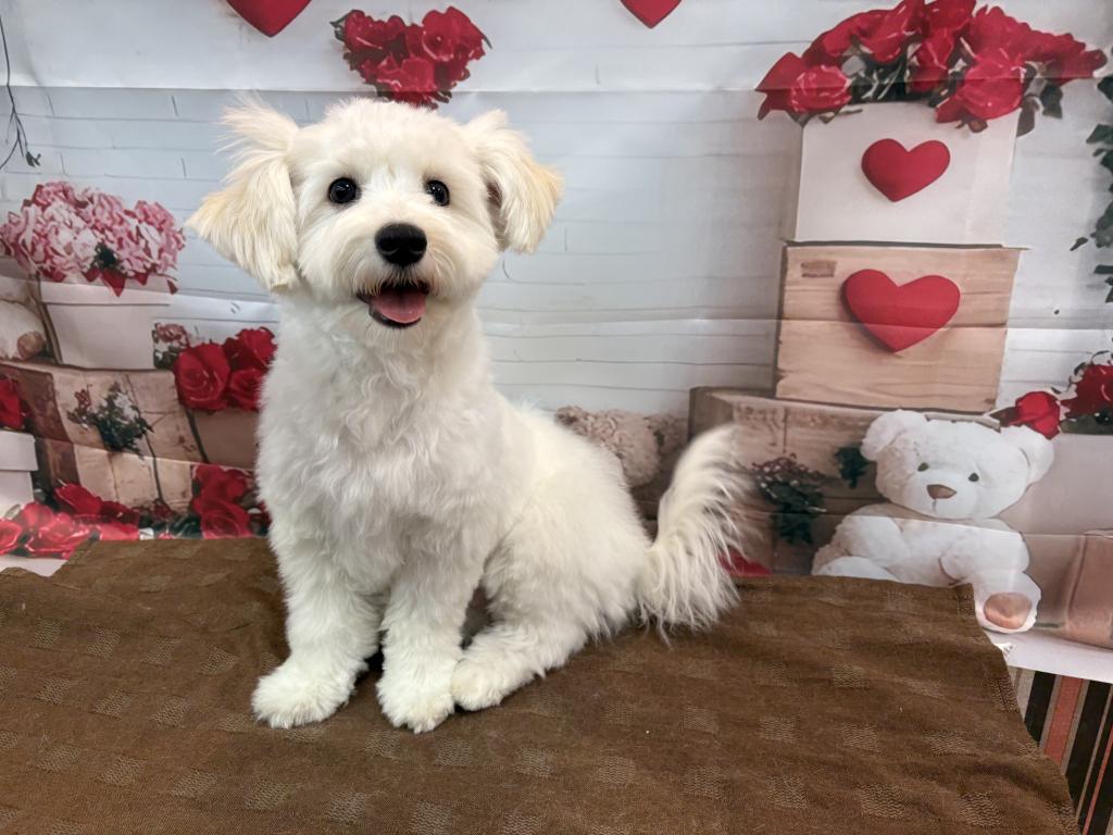 東京都のハーフ犬・ミックス犬 (OneBuddy町田三輪店/2025年8月9日生まれ/男の子/ホワイトブラウン)の子犬の4枚目の画像